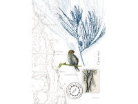 Tasmanian Naturalist Notebook greeting cards