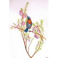 Eastern Spinebills greeting card by Mel Hills Wild Art