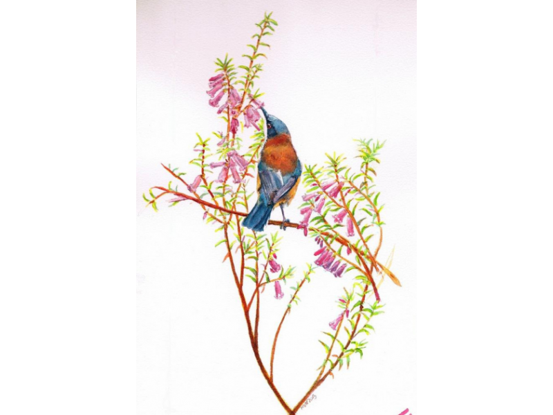 Eastern Spinebills greeting card by Mel Hills Wild Art