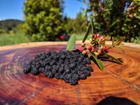 Tasmanian DEVIL® Mountain Peppercorns