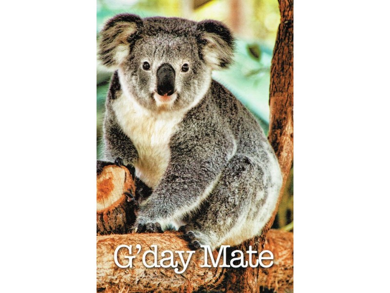 Koala greeting card