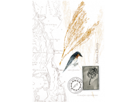 Tasmanian Naturalist Notebook greeting cards