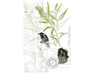 Tasmanian Naturalist Notebook greeting cards