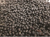 Tasmanian DEVIL® Mountain Pepperberries