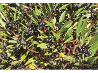 Tasmanian DEVIL® Mountain Pepperberries